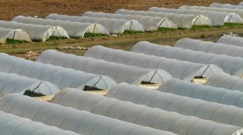 agriculture-nursery-greenhouse-cultivation_121-64394