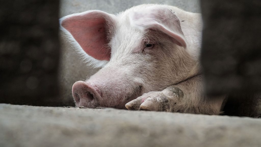 PNDR 5.1 – 250.000 Euro pentru prevenirea si limitarea raspandirii pestei porcine